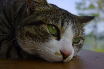 Close-up portrait of a cat