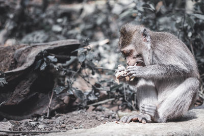 Squirrel sitting on land