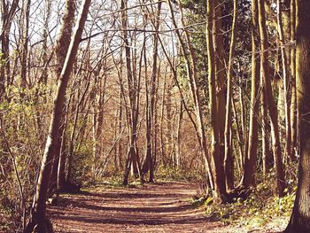 Trees in forest