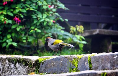 Bird perching on retaining wall