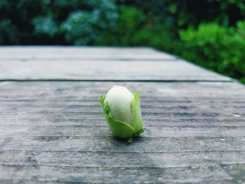 Close-up of green leaf on table