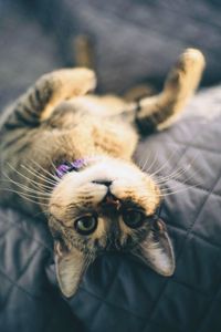 Close-up of cat lying on bed