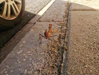 High angle view of crab on road