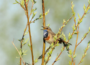 Bird perching on wall