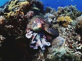 View of fish swimming underwater