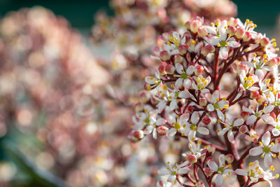 Close-up of japanese skimmia flowers 