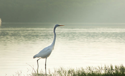 Bird on beach against sky