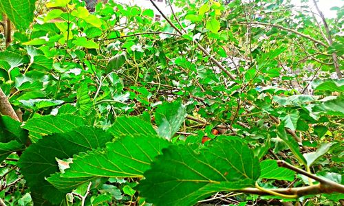 Close-up of fresh green plants