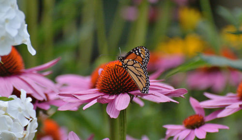 Close-up of butterfly pollinating on purple flower