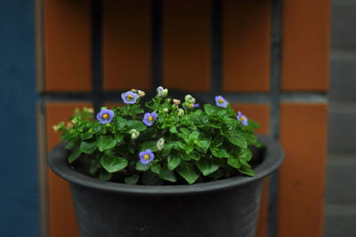 Close-up of potted plant