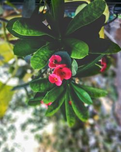 Close-up of pink flowering plant