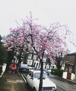 Pink flowers on tree against sky