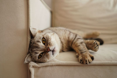 Close-up of cat lying on floor