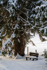 Trees on snow covered field during winter