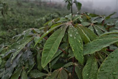 Close-up of wet plant leaves during rainy season