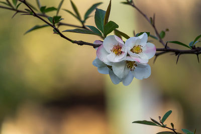 Close-up of flower tree