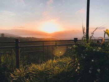 Plants by railing against sky during sunset