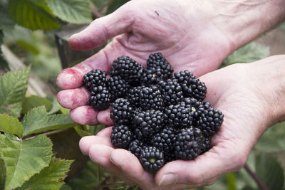 Male hands holding a full handful of fresh blackberries, picking berries, fruits