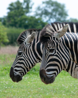 The striped heads of two zebras standing together side by side. 