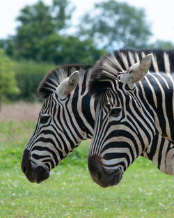 Zebra standing on field