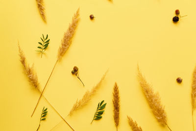 Close-up of insect over yellow background