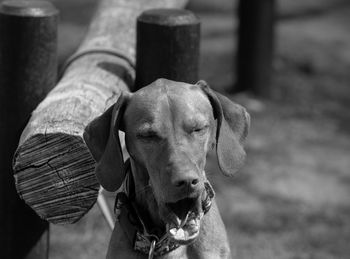 Close-up portrait of dog against blurred background