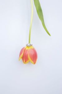 Close-up of tomato over white background