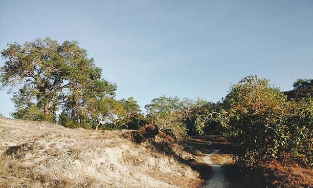 tree, clear sky, tranquility, tranquil scene, growth, nature, copy space, blue, scenics, landscape, beauty in nature, day, sky, sunlight, plant, non-urban scene, outdoors, no people, field, non urban scene