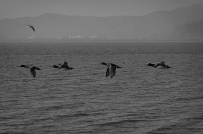 Birds flying over sea against sky
