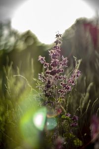 Close-up of purple flowering plant