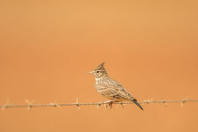 Close-up of bird