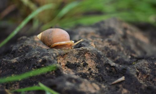 Close-up of snail on rock