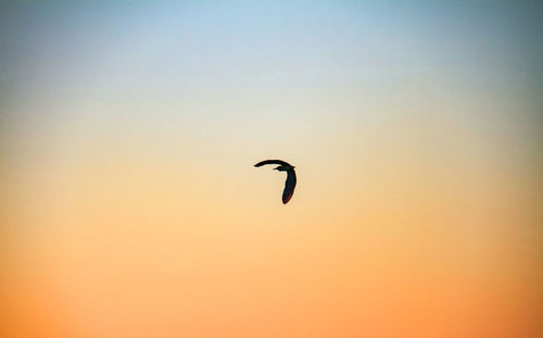 Silhouette bird flying against clear sky