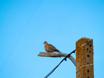 Low angle view of bird perching on cable against blue sky