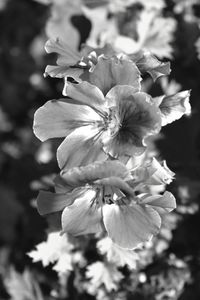 Close-up of flowers