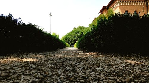 Road amidst trees and buildings against sky