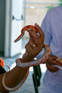 Veterinary professional handling a non-venomous snake known as the corn snake during a class