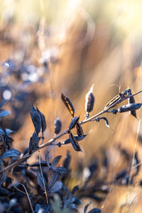 Close-up of dried plant