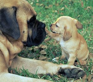 Close-up of puppy and dog on grassy field