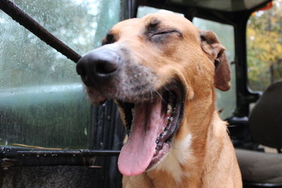 Close-up of redbone coonhound with mouth open in vehicle