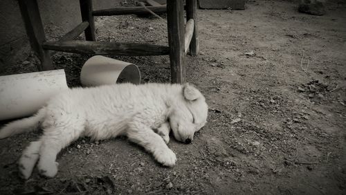 High angle view of cat sleeping