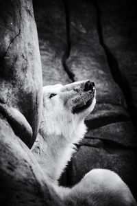 Close-up of a polar bear