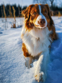 Dog looking away on snow on land