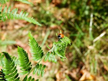 Close-up of insect on leaf