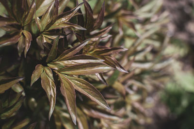 Close-up of plant leaves