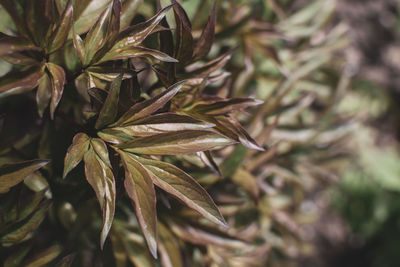 Young leaves of a burgundy shade of red peonies. spring background.