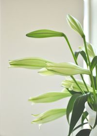 Close-up of plant against white background