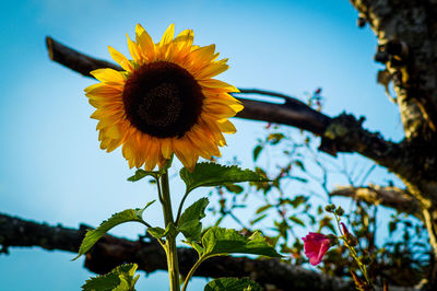 Low angle view of sunflower against sky