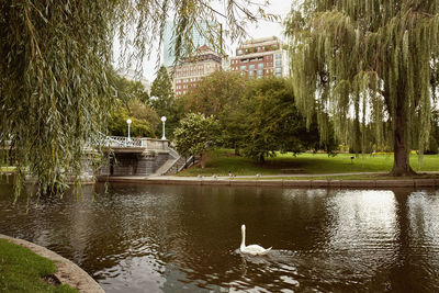 View of bird swimming in lake