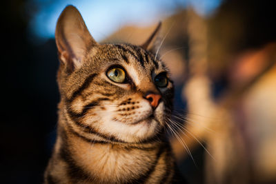 Close-up of a cat looking away